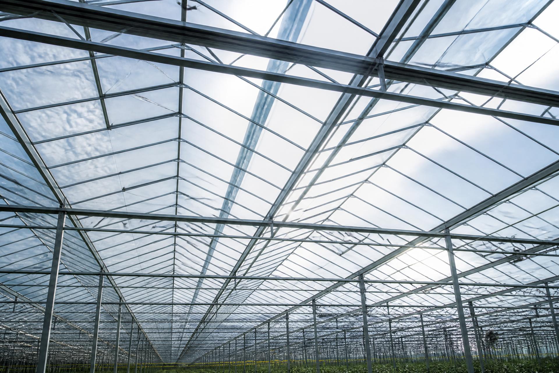 Binnenaanzicht van een Nederlandse glastuinbouwkas met een strak glasdek en stalen spanten